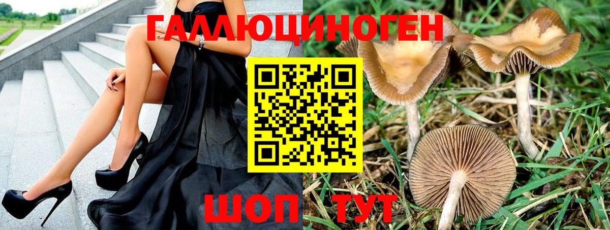 Новокубанск  Псилоцибиновые грибы Psilocybe  Вход с VPN 